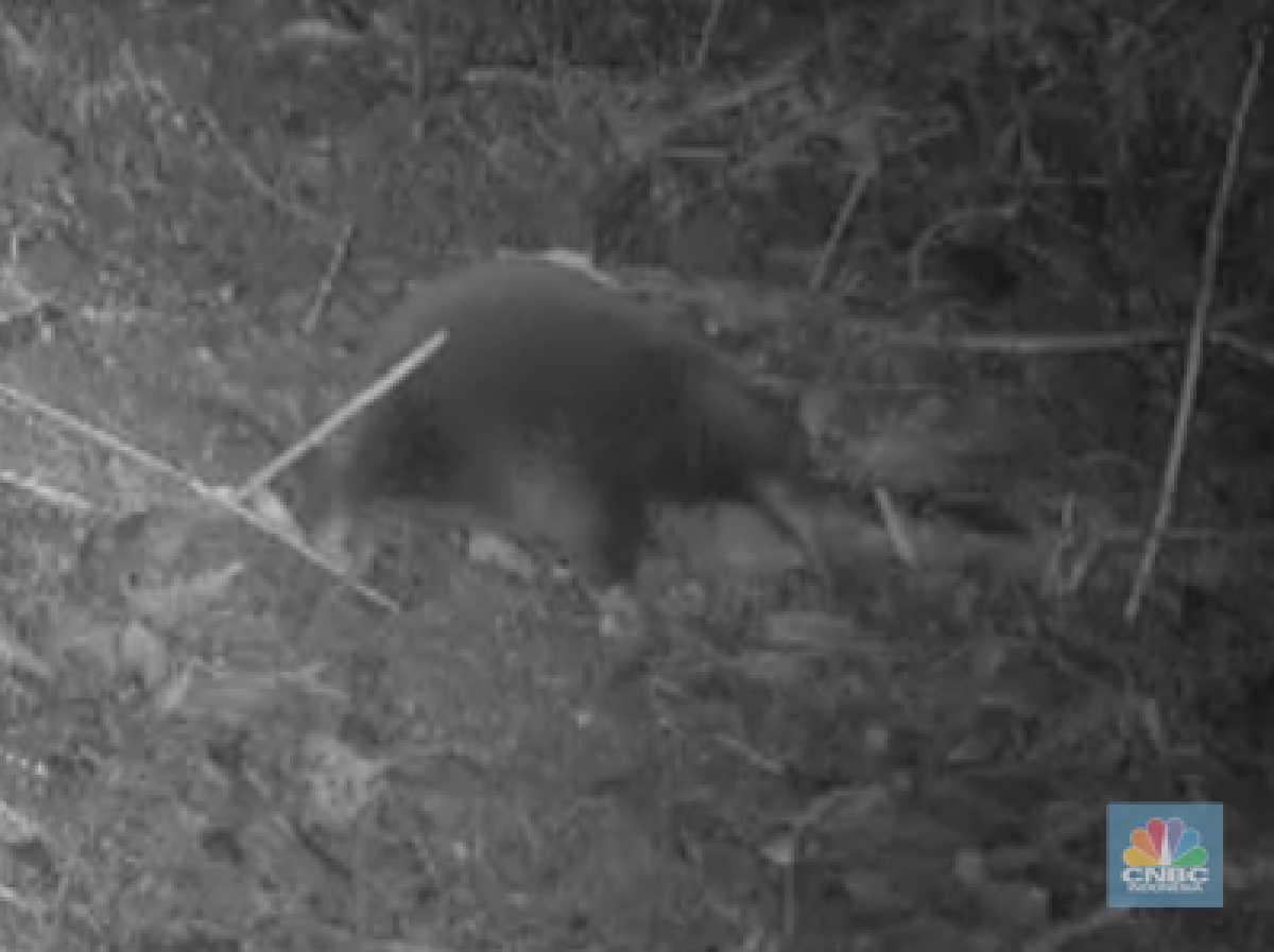 Penemuan Kembali Echidna Langka yang Dianggap Punah di Papua