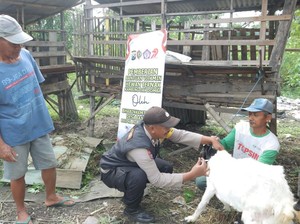 Bhabinkamtibmas di Mojokerto Amalkan Ilmu Jaga Kesehatan Kambing Peternak