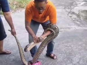 Piton 3 Meter Nangkring di Dapur Warga Gondangrejo Karanganyar