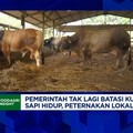 Video: Kuota Impor Sapi Hidup Dicabut, Apa Efeknya ke Peternak Lokal?