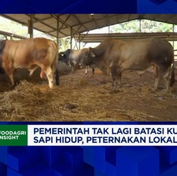 Video: Kuota Impor Sapi Hidup Dicabut, Apa Efeknya ke Peternak Lokal?