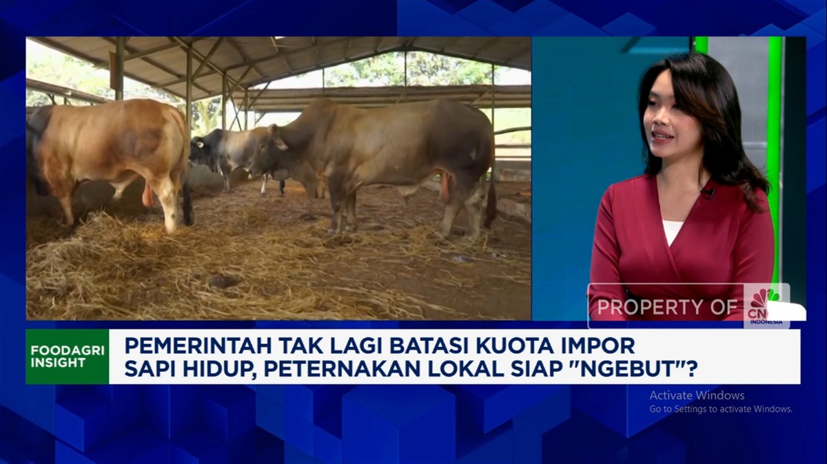 Video: Kuota Impor Sapi Hidup Dicabut, Apa Efeknya ke Peternak Lokal?