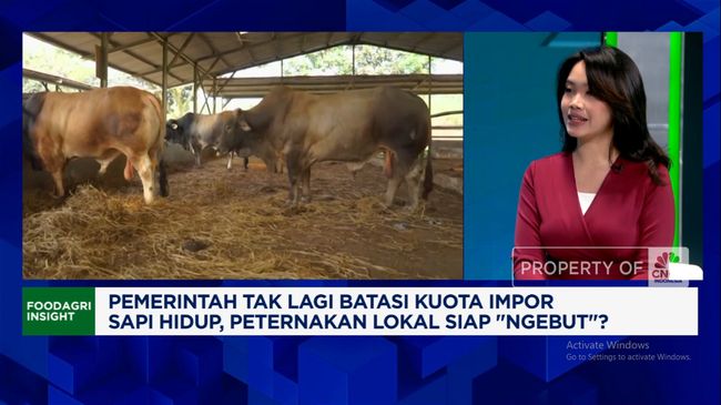 Video: Kuota Impor Sapi Hidup Dicabut, Apa Efeknya ke Peternak Lokal?