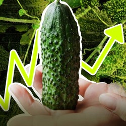 Pare, Sayuran Pahit yang Menggoda Dunia: Produksi RI Bersaing Vs China