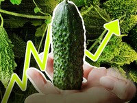 Pare, Sayuran Pahit yang Menggoda Dunia: Produksi RI Bersaing Vs China