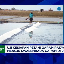 Video: Petani Garam Rakyat Minta Pemerintah Awasi Garam Impor, Kenapa?