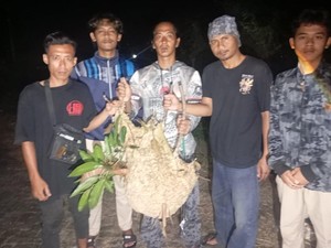 2 Sarang Tawon Vespa di Klaten Dievakuasi Usai Serang Pak RT dan Warga