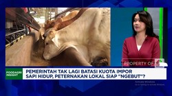 Video: Zulhas Bebaskan Impor Sapi Hidup,Apa Efeknya ke Peternak Lokal?