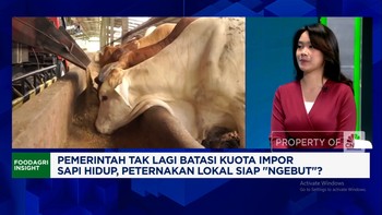 Video: Zulhas Bebaskan Impor Sapi Hidup,Apa Efeknya ke Peternak Lokal?