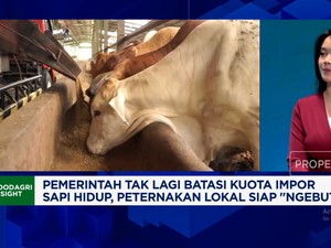 Video: Zulhas Bebaskan Impor Sapi Hidup,Apa Efeknya ke Peternak Lokal?