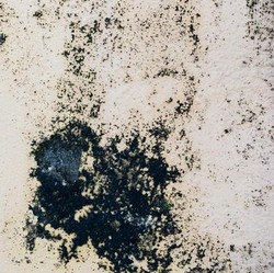 Bahaya Black Mold di Rumah: Kenali Gejala dan Cara Pencegahannya