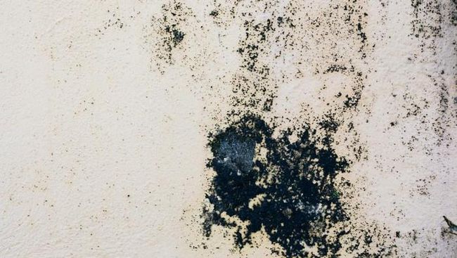 Bahaya Black Mold di Rumah: Kenali Gejala dan Cara Pencegahannya