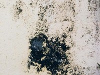 Bahaya Black Mold di Rumah: Kenali Gejala dan Cara Pencegahannya