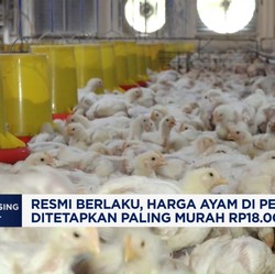Video: Harga Ayam di Peternak Ditetapkan Paling Murah Rp18.000/ Kg