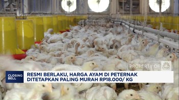 Video: Harga Ayam di Peternak Ditetapkan Paling Murah Rp18.000/ Kg