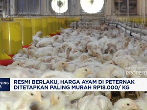 Video: Harga Ayam di Peternak Ditetapkan Paling Murah Rp18.000/ Kg