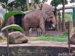 Jelajahi Dunia Satwa! Ini Koleksi Hewan di Jatim Park 2 Kota Batu