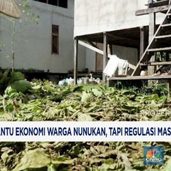Video: Kratom Bantu Ekonomi Warga Nunukan, Tapi Regulasi Abu-Abu