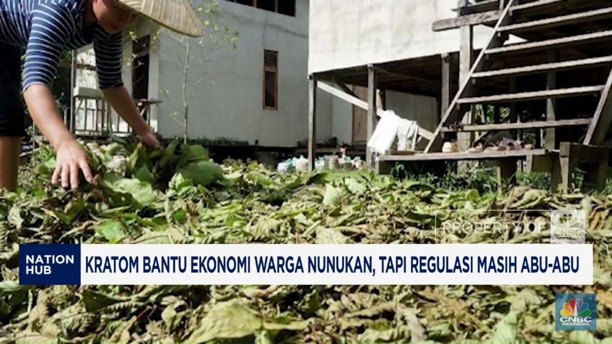    Kratom Nunukan: Berkah Ekonomi di Tengah Ketidakpastian?   Video: Kratom Dongkrak Ekonomi Nunukan, Regulasi Bikin Bingung!   Kratom Nunukan: Antara Berkah Ekonomi dan Regulasi Abu-Abu   Nunukan Kaya Kratom, Regulasi? Video Ungkap Fakta!   Video: Kratom Nunukan, Penyelamat Ekonomi atau Bom Waktu?