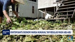 Video: Kratom Bantu Ekonomi Warga Nunukan, Tapi Regulasi Abu-Abu
