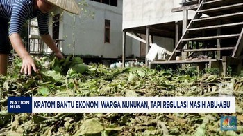 Video: Kratom Bantu Ekonomi Warga Nunukan, Tapi Regulasi Abu-Abu