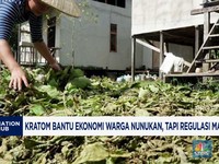 Video: Kratom Bantu Ekonomi Warga Nunukan, Tapi Regulasi Abu-Abu