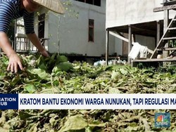Video: Kratom Bantu Ekonomi Warga Nunukan, Tapi Regulasi Abu-Abu