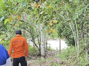 Nenek 75 Tahun Hilang di Hutan Bangka Selama 4 Hari, Tim SAR Diterjunkan