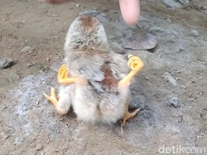 Unik! Anak Ayam di Pekalongan Ini Berkaki Empat
