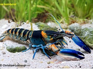 UGM dan Peneliti Jerman Temukan Tujuh Spesies Lobster Baru di Papua Barat