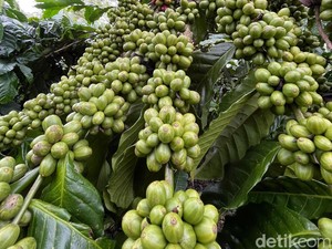 Tantangan di Balik Produk Indonesia Terbang Jauh Sampai ke Timur Tengah