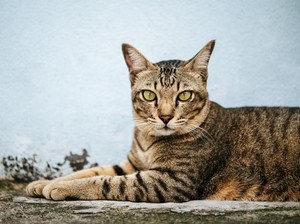 6 Fakta Kucing Mujair si Temperamental, Konon Nenek Moyangnya dari Mesir Kuno