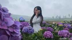 Pesona Kebun Bunga Hortensia Kota Batu yang Instagramable Banget!