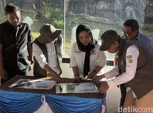 Anak Harimau Lahir di TMSBK Bukit Tinggi Diberi Nama Rizki dan Lestari