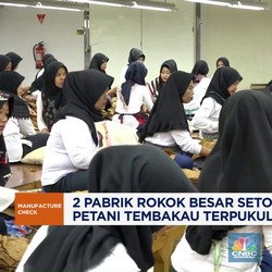 Video: 2 Pabrik Rokok Besar Setop Beli Tembakau, Petani Terpukul