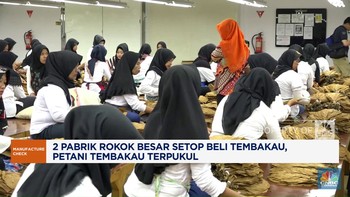 Video: 2 Pabrik Rokok Besar Setop Beli Tembakau, Petani Terpukul