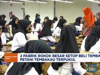 Video: 2 Pabrik Rokok Besar Setop Beli Tembakau, Petani Terpukul