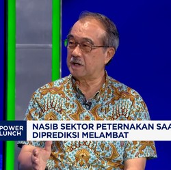 Video: Curhat Pengusaha Unggas Soal Oversupply, Harga-Daya Beli Anjlok