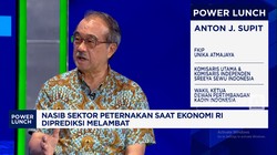Video: Curhat Pengusaha Unggas Soal Oversupply, Harga-Daya Beli Anjlok
