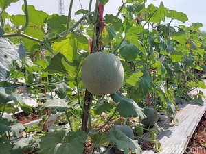 Melon Manis Ciawijapura Jadi Harapan Baru Ketahanan Pangan di Cirebon