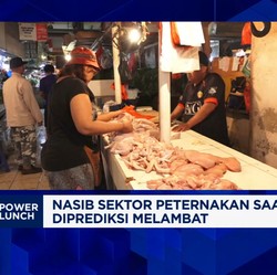 Peternak: Atasi Masalah Broker - Harga Ayam, RI Bisa Nyontek Thailand
