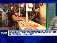 Peternak: Atasi Masalah Broker - Harga Ayam, RI Bisa Nyontek Thailand