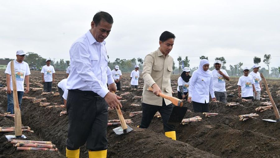 Wapres Gibran didampingi Menteri Pertanian Amran Sulaiman, meninjau Panen Raya Tebu di Banyuwangi. (Dok. Setwapres)