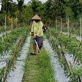 Pakai Cara Ini, BRI Perkuat Ketahanan Pangan & Gizi Nasional