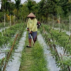 Pakai Cara Ini, BRI Perkuat Ketahanan Pangan & Gizi Nasional