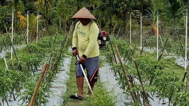 Pakai Cara Ini, BRI Perkuat Ketahanan Pangan dan Gizi Nasional