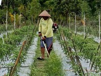 Pakai Cara Ini, BRI Perkuat Ketahanan Pangan & Gizi Nasional