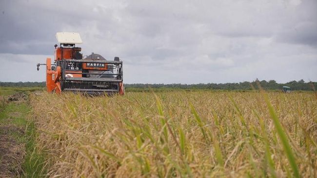 Produksi Beras RI Diprediksi "Membengkak" Sampai Tembus 35 Juta Ton