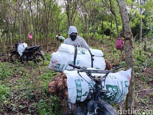 Semringah Petani Madiun Usai Harga Porang Naik Jadi Rp 14 Ribu per Kg