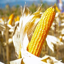 Data Baru Ungkap Produksi Jagung Terus Turun, Awal Pertanda Buruk?